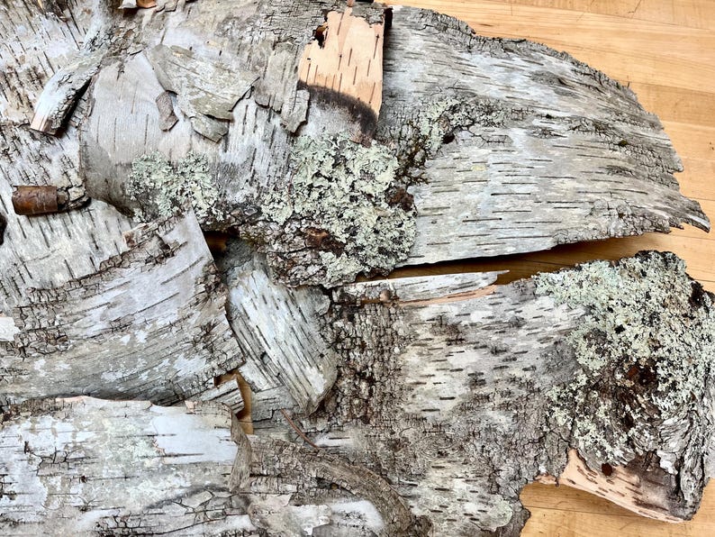 Puede incluir: Primer plano de una colecci&oacute;n de trozos de corteza de abedul, que muestran la textura natural y los patrones de la corteza. Algunas piezas tienen un liquen verde claro creciendo sobre ellas.