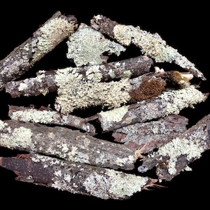 Lichen Bark for Crafts, Terrariums, Fairy Houses, Photo Shoots, Centerpieces, Rustic Decor