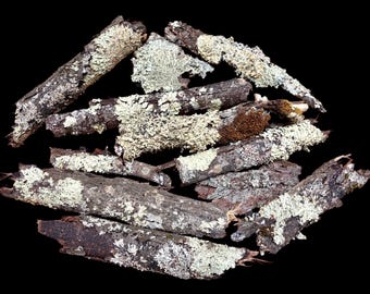 Lichen Bark for Crafts, Terrariums, Fairy Houses, Photo Shoots, Centerpieces, Rustic Decor