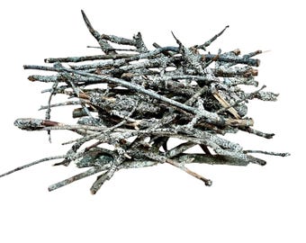 Palitos de madera cubiertos de líquenes: suministros para casas de hadas rústicas, decoración de terrarios