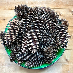 May include: A green bowl filled with a collection of pine cones. The cones are brown and gray with a rough texture.