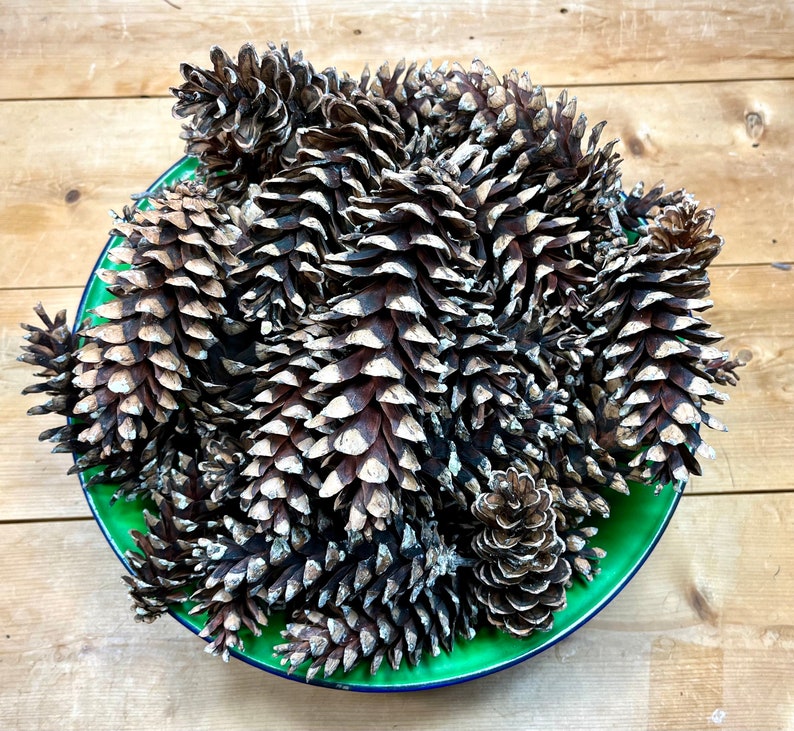 May include: A green bowl filled with a collection of pine cones. The cones are brown and gray with a rough texture.