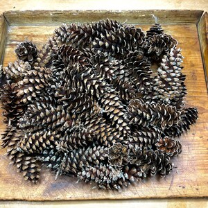 May include: A tray filled with a large pile of brown pine cones. The cones are arranged in a random pattern and are all closed.