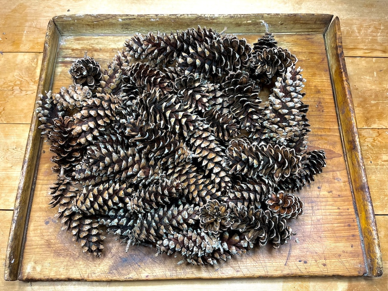 May include: A tray filled with a large pile of brown pine cones. The cones are arranged in a random pattern and are all closed.
