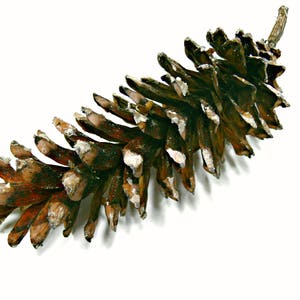 May include: A brown pine cone with a rough, textured surface. The cone is closed and has a pointed tip.