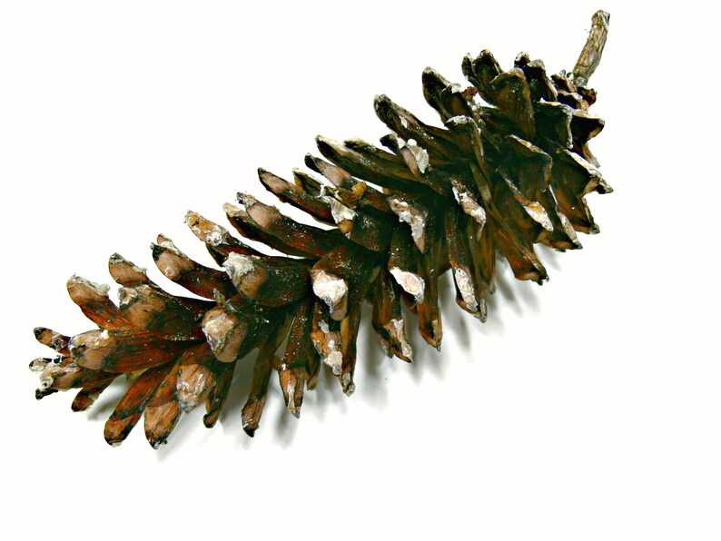 May include: A brown pine cone with a rough, textured surface. The cone is closed and has a pointed tip.