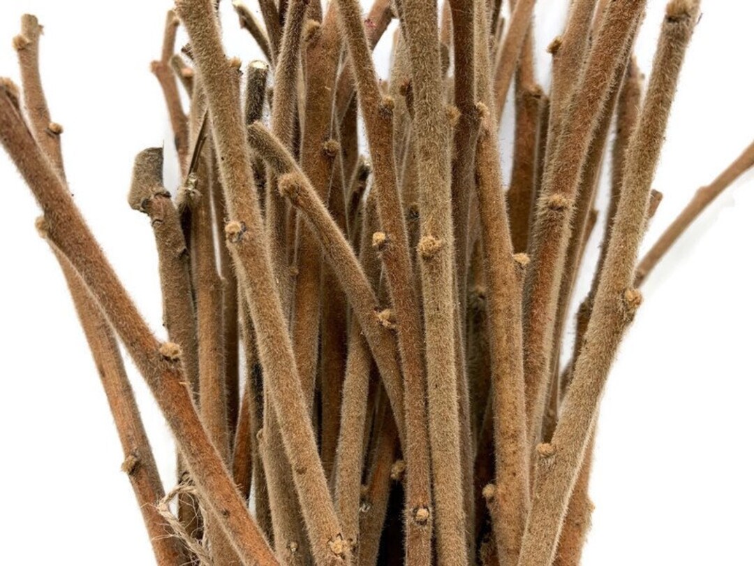 75 Dried Staghorn Sumac Branches for Crafts Fairy Houses Etsy