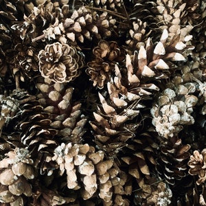 May include: A close-up of a pile of brown pine cones. The cones are dry and have a rough texture. Some of the cones have a white powdery coating.