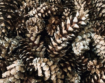 60 Eastern White Pine Cones: Natural Holiday Wreath Supplies (4-7")