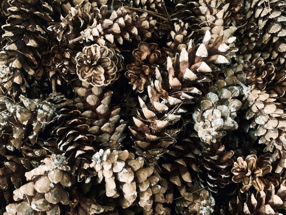 60 Eastern White Pine Cones: Natural Holiday Wreath Supplies (4-7")