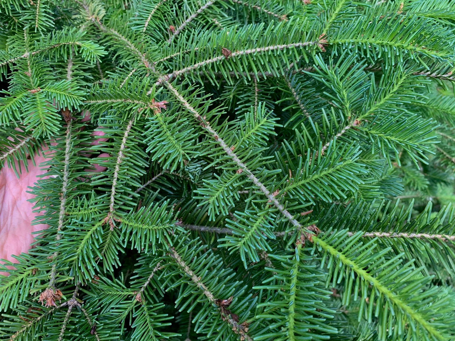 Fresh Blue Spruce Needles 15 Stems Picea Pungens Naturally Etsy