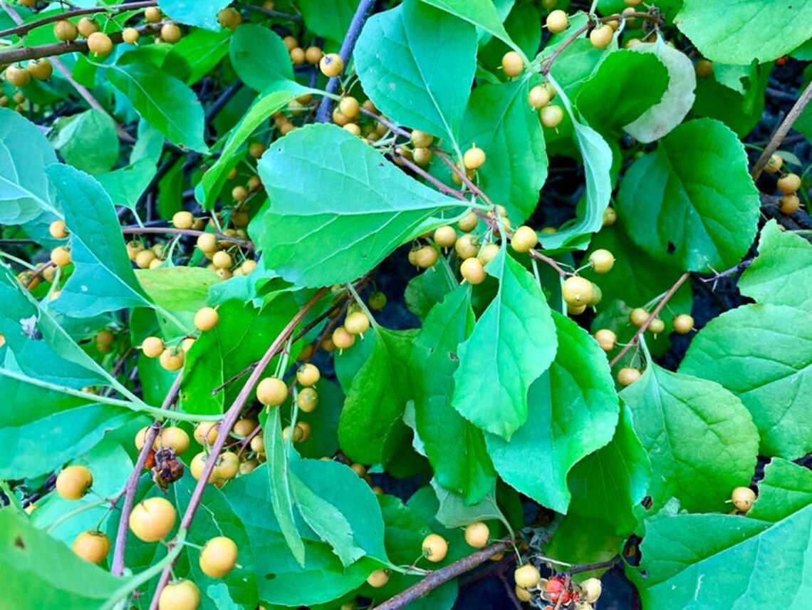 Bittersweet Vines Wild Harvested in NH for Wreaths Baskets Etsy