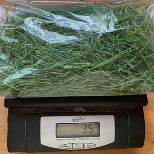 Fresh White Pine Needles, Bunch of 15 Stems Naturally Harvested for Tea or Tincture, Pinus Strobus, Source of Shikimic Acid and Suramin image 3
