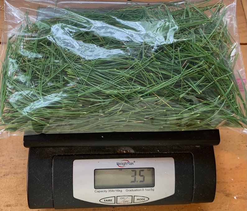 Fresh White Pine Needles, Bunch of 15 Stems Naturally Harvested for Tea or Tincture, Pinus Strobus, Source of Shikimic Acid and Suramin image 3