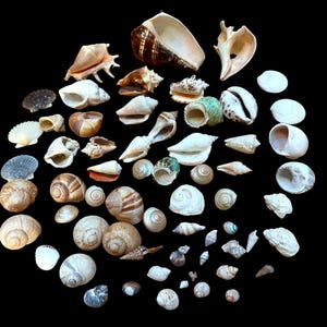 May include: A large collection of various seashells in diverse shapes, sizes, and textures, including spiral, conch, bivalve, and cone shells. The assortment features natural colors ranging from white and cream to brown, tan, and grey, arranged on a black background.