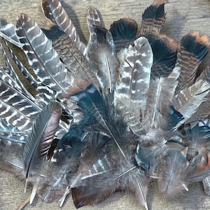 May include: A collection of assorted bird feathers featuring a variety of patterns and colors, including dark brown, black, and grey tones with white striped markings. The feathers vary in size and shape, displaying natural textures and quill details.