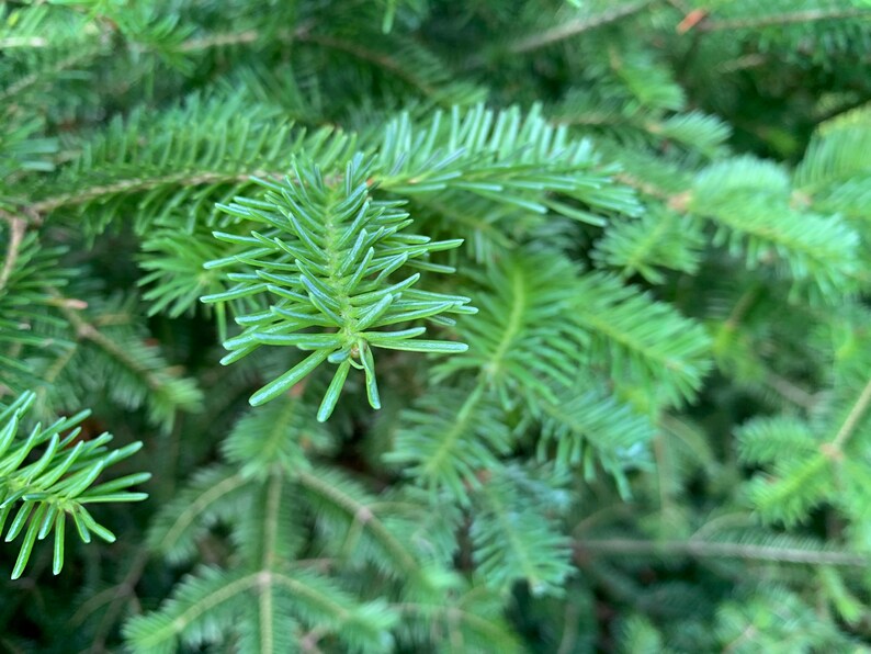 Fresh Blue Spruce Needles 15 Stems Picea Pungens Naturally Etsy