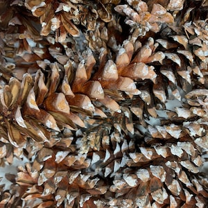 60 Pine Cones, 4”-7” Natural Eastern White Pine Cones from NH Sustainably Harvested & Dried for Crafts, Wreaths, Weddings