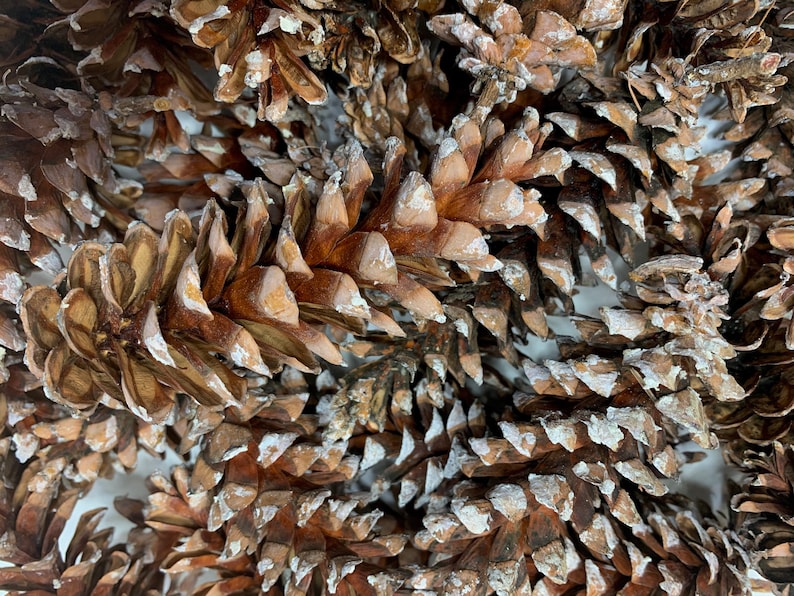 May include: A close-up of a pile of brown pine cones with a white, powdery coating. The cones are arranged in a random pattern, creating a textured and natural background.