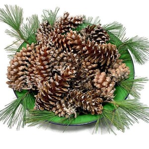 May include: A green bowl filled with pine cones, surrounded by pine branches.