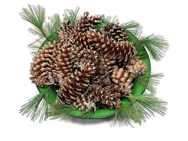 May include: A green bowl filled with pine cones, surrounded by pine branches.