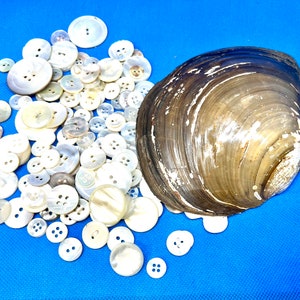 150 Mermaid Scale Buttons in an Oyster Shell, Iridescent Mother of Pearl Button Lot, Vintage Supplies, Instant White Button Collection image 6