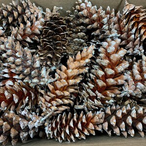 May include: A close-up of a group of brown pine cones with white paint accents. The cones are arranged in a random pattern and are all closed.