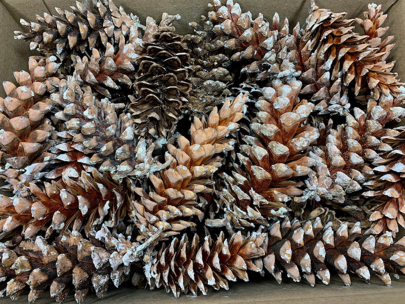 May include: A close-up of a group of brown pine cones with white paint accents. The cones are arranged in a random pattern and are all closed.