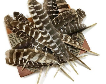 Wild Turkey Feathers from New Hampshire, Lot of 14 for Feather Crafts & Home Decor, Brown and White Zebra Striped