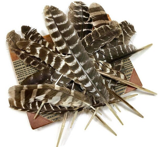 Wild Turkey Feathers From New Hampshire, Lot of 14 for Feather Crafts &  Home Decor, Brown and White Zebra Striped 
