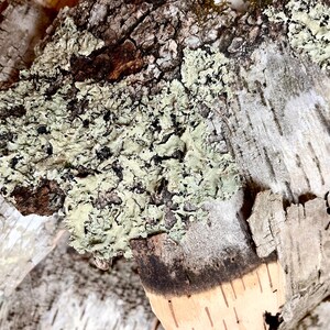 Puede incluir: Primer plano de la corteza de un abedul con un liquen verde creciendo sobre ella. La corteza es blanca y tiene una textura rugosa. El liquen es de color verde claro y tiene una textura suave.