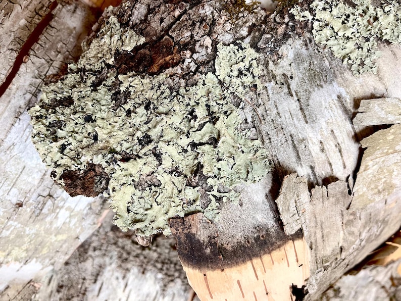 Puede incluir: Primer plano de la corteza de un abedul con un liquen verde creciendo sobre ella. La corteza es blanca y tiene una textura rugosa. El liquen es de color verde claro y tiene una textura suave.
