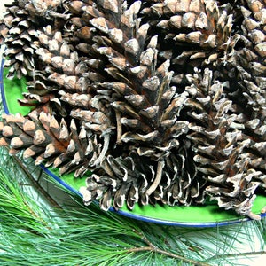 May include: A close-up of a green bowl filled with brown pine cones. The pine cones are arranged in a random pattern and some are open, revealing the seeds inside.