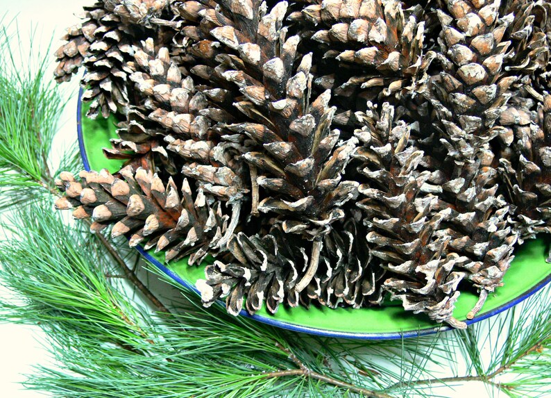 May include: A close-up of a green bowl filled with brown pine cones. The pine cones are arranged in a random pattern and some are open, revealing the seeds inside.