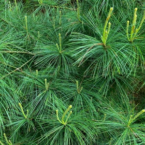 May include: Close-up of a lush green pine tree with long, thin needles. The tree is full of new growth, with small, light green buds emerging from the branches.