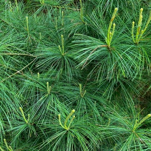 Fresh White Pine Needles, Bunch of 15 Stems Naturally Harvested for Tea or Tincture, Pinus Strobus, Source of Shikimic Acid and Suramin image 5