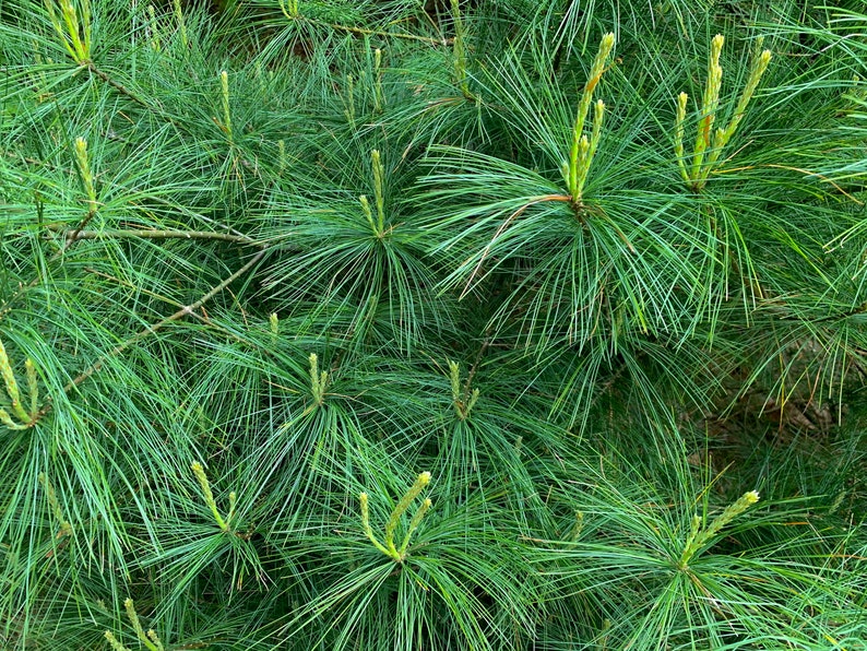 May include: Close-up of a lush green pine tree with long, thin needles. The tree is full of new growth, with small, light green buds emerging from the branches.