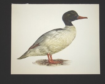 Bird Print, Goosander, Mergus Merganser, 1962 Book Plate, Demartini