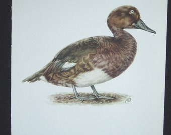 Bird Print, Ferruginous Duck, Aythya Nyroca, 1962 Book Plate, Demartini