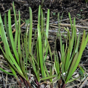 Puede incluir: Primer plano de un grupo de plantas de cebolla verde creciendo en el suelo. Las plantas son altas y delgadas con hojas largas y estrechas.