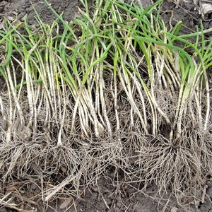 Transylvanian Garlic Plants x 1000, Hot & Spicy, Transplants image 3