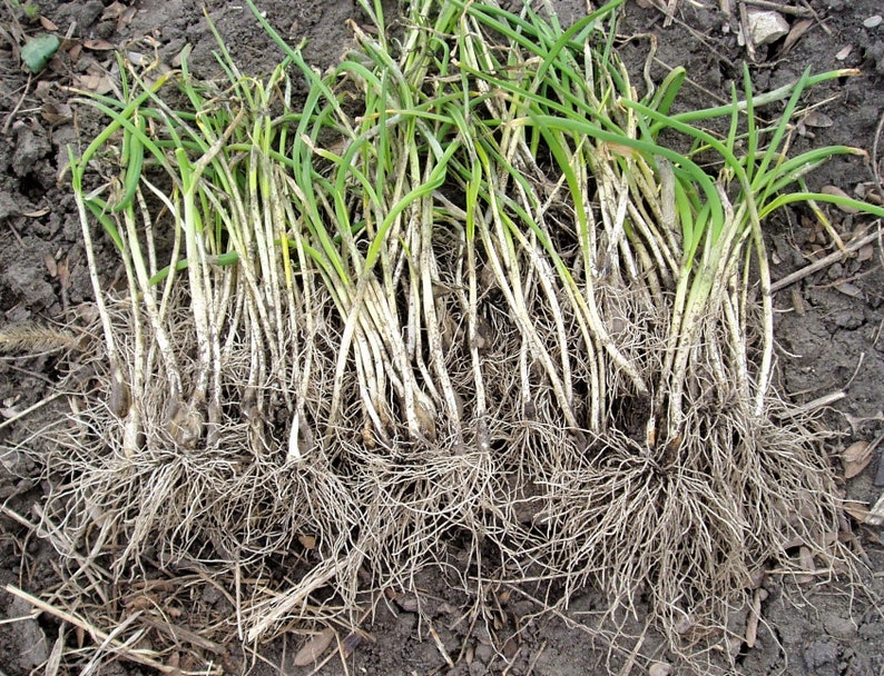 Transylvanian Garlic Plants x 1000, Hot & Spicy, Transplants image 3