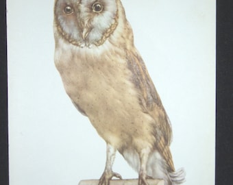 Bird Print, Barn Owl, Tyto Alba, 1962 Book Plate, Demartini