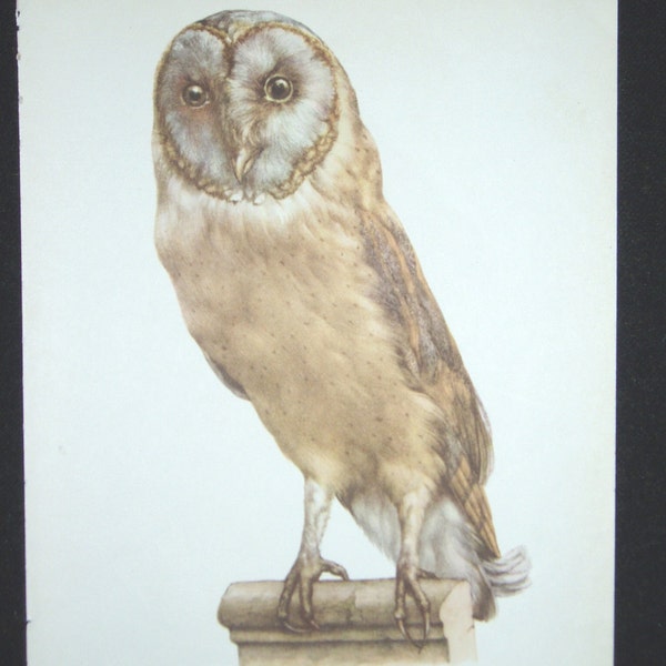 Bird Print, Barn Owl, Tyto Alba, 1962 Book Plate, Demartini