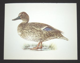 Bird Print, Mallard Hen, Anas Platyrhynchos, 1962 Book Plate, Demartini