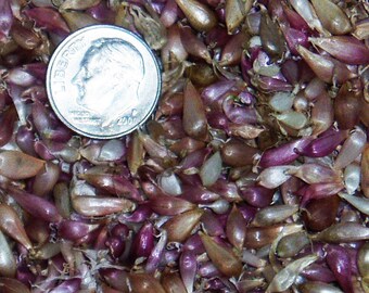 Chesnok Red Garlic Seed x 100+ - Bulbils, Best Variety for Baking & Cooking, No Chemicals, 2023 Crop, SHIPPING INCLUDED