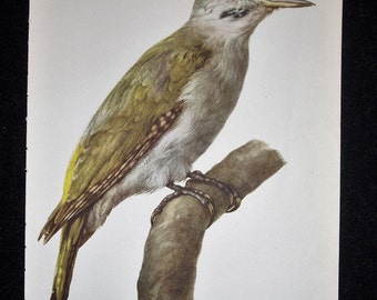 Bird Print, Grey-Headed woodpecker,  Picus canus 1962 Book Plate, Demartini