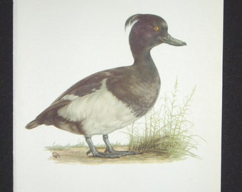 Bird Print, Tufted Duck, Aythya Fugigula, 1962 Book Plate, Demartini