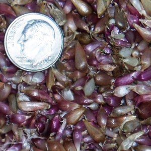 German Extra Hardy Garlic Seed, 100+ Bulbils, No Chemicals, 2023 Crop, SHIPPING INCLUDED