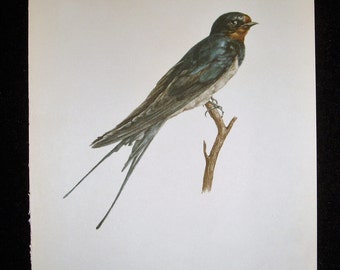 Bird Print, Swallow, Hirundo rustica, 1962 Book Plate, Demartini